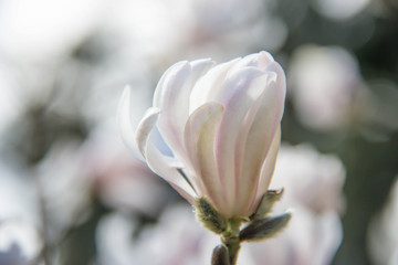 Fototapeta premium Magnolie