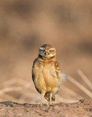 Burrowing Owl