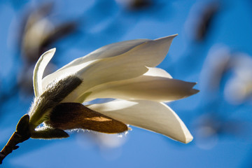 Magnolie © PhotoArt