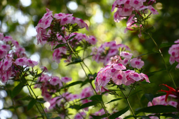 Fototapeta na wymiar Escapes with inflorescences with pink flowers of a phlox paniculata under an inclination on a motley background.
