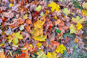 autumn leaves background