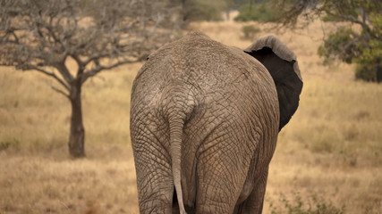 A young elephant walks with its back turned on the dry savannah, closeup