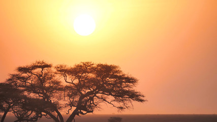 Beautiful red-yellow sunset in the savannah of South Africa, yellow sun over a tree