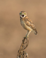 Burrowing Owl on a perch