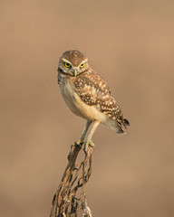 Burrowing Owl on a perch