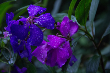 Violet flowers in forest