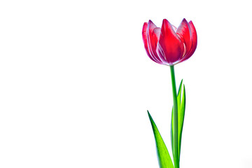 red tulip isolated on white background