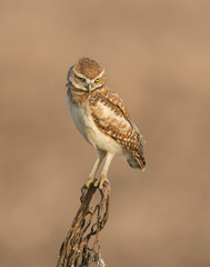 Fototapeta premium Burrowing Owl on a perch