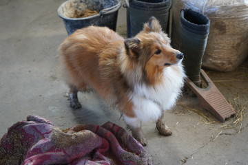 Sheltie, Shetland Sheepdog,  britische Hunderasse, sensibel, sanft, lernwillig, anhänglich,...