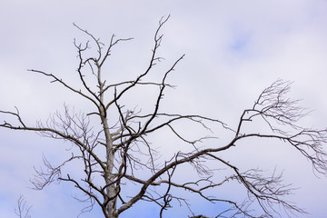 Spreading branches of pine tree in Siberian taiga forest.