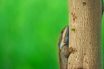 chameleon on tree on blur background,closed up