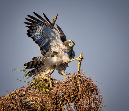 Goshawk