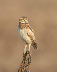 Burrowing Owl