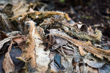 Dry leaves on the ground in spring.