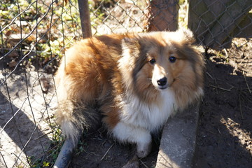 sheltie