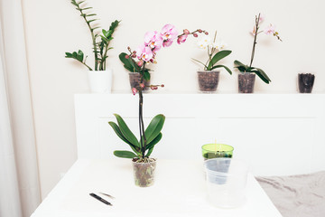 Place for transplanting indoor flowers.