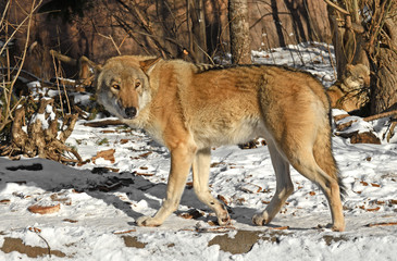 Eurasian Wolf (Canis lupus), male, runs in forest in winter
