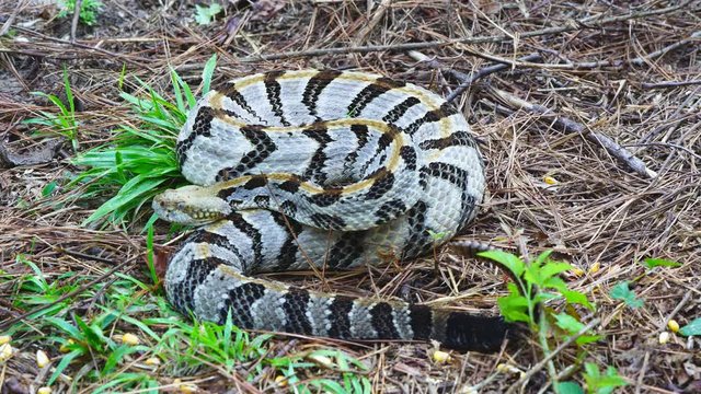 Timber Rattlesnake highly venomous American snake in Georgia