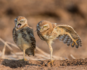 Burrowing Owl