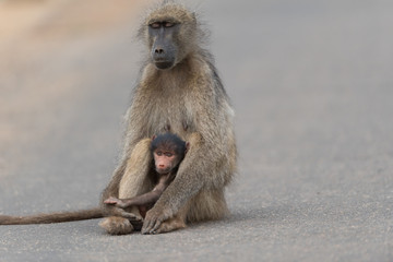 Obraz premium Baby baboon in the wilderness of Africa