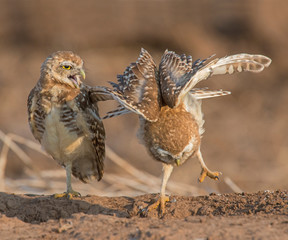 Burrowing Owl