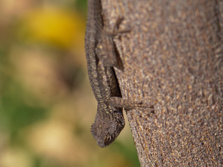 Lizard on tree  
