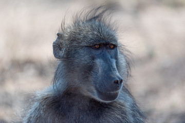 Male baboon in the wilderness of Africa