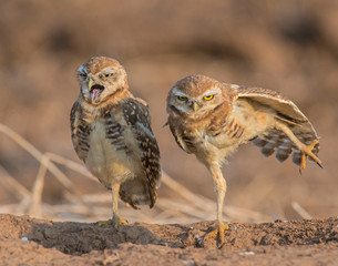 Burrowing Owl