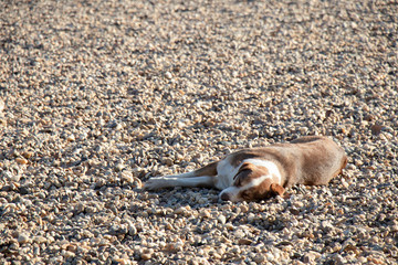 One stray dog sleeping on a beach