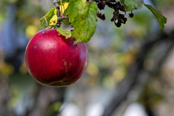 Apple tree with ripe red apple close up in sunny day. Selective focus on red apple grow on a branch. Defocused background.
