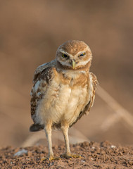 Burrowing Owl