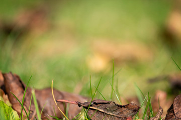 Abstract autumn background. Blurry natural greenery bokeh. Defocused colorful leaves on the grass. Warm yellow golden color tone blurred nature background.  Space for text. Negative space.