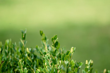 Evergreen buxus bush background (Buxus sempervirens). Selective focus on fresh green boxwood bush leaves in the nature. Copy space. - obrazy, fototapety, plakaty