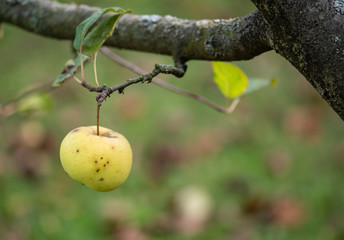 Apple tree with ripe red apple close up in sunny day. Selective focus on green apple grow on a branch. Defocused background.