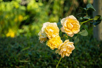 Beautiful yellow roses flower in the garden