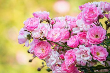 Beautiful pink roses flower in the garden