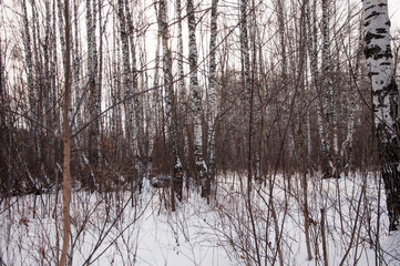 Snow over the spruces and pines.