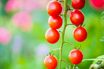 Fresh red ripe tomatoes hanging on the vine plant growing in organic garden