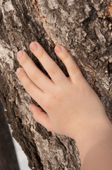 children hand on a birch tree background.
