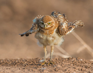Burrowing Owl