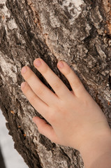 children hand on a birch tree background.