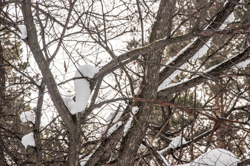 Snow over the spruces and pines.