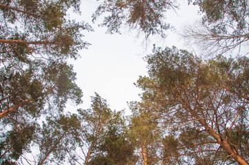 Snow over the spruces and pines.