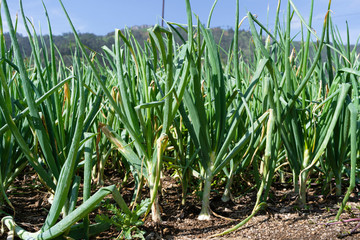 Obraz premium Las cebollas están creciendo sanamente y con gran tamaño.