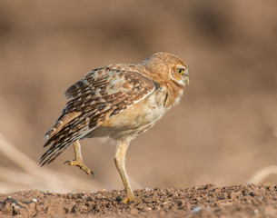 Burrowing Owl
