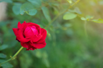 Beautiful red roses flower in the garden