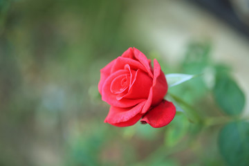 Beautiful red roses flower in the garden