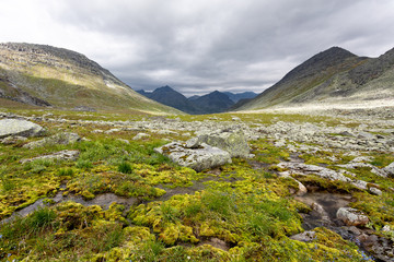 Flowering onrn landscape of the Polar Urals in Russia. Green grass and mosses on stones. Summer in the north beyond the Arctic Circle