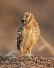 Burrowing Owl