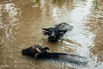 buffalo in water